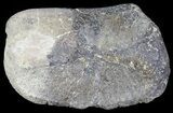 Hadrosaur Toe Bone - Alberta (Disposition #-) #71655-2